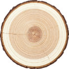 Birch Timber Logs