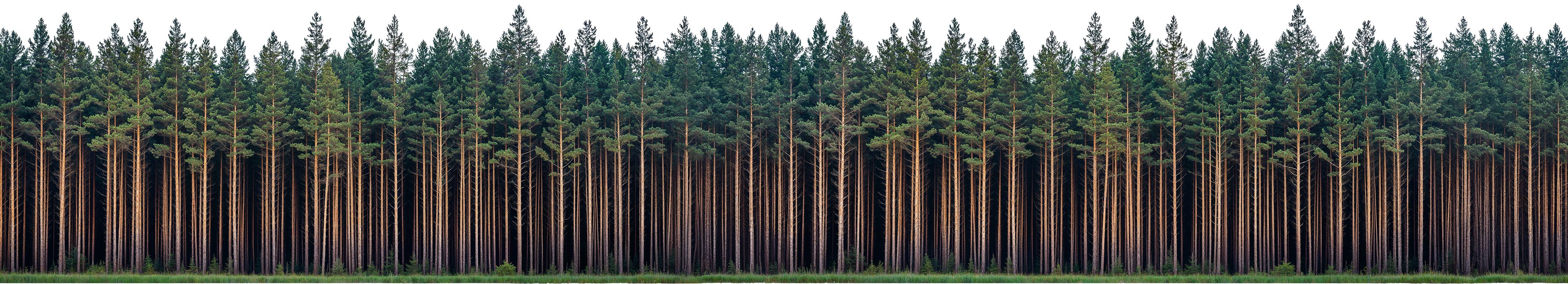 forest_line